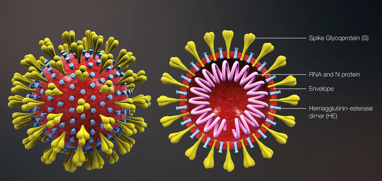 Coronavirus structure1 1 21 20