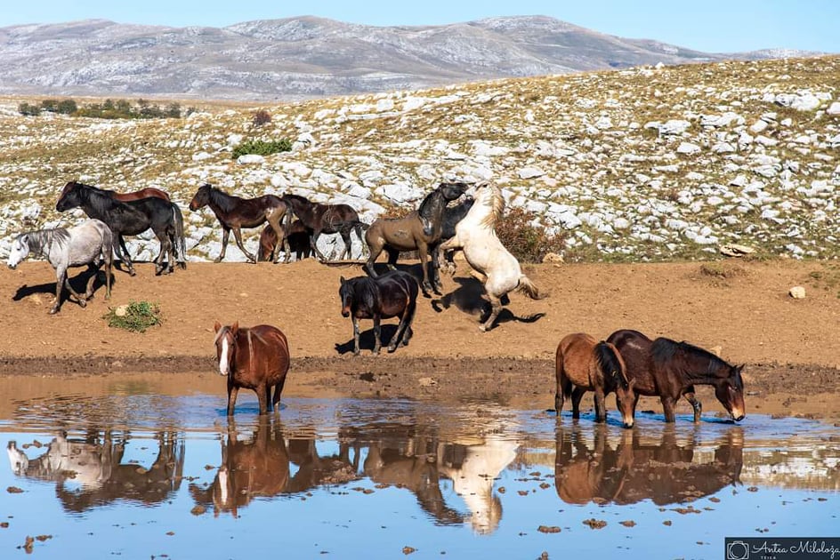 Slika Livno