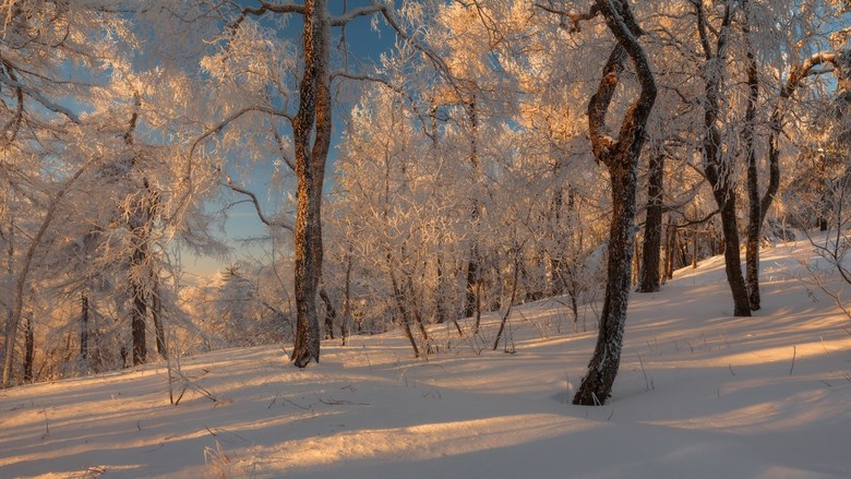 russian winter forest 2 1